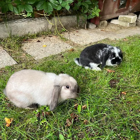 Apartma Lavanda Apartma