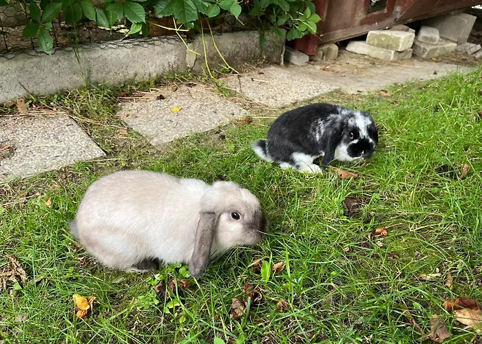 Apartma Lavanda Апартаменты